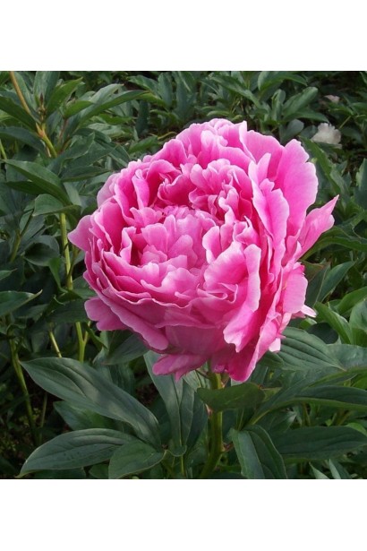 Квітка півонії Олександр Флемінг: густо махрова форма та насичений рожевий відтінок.